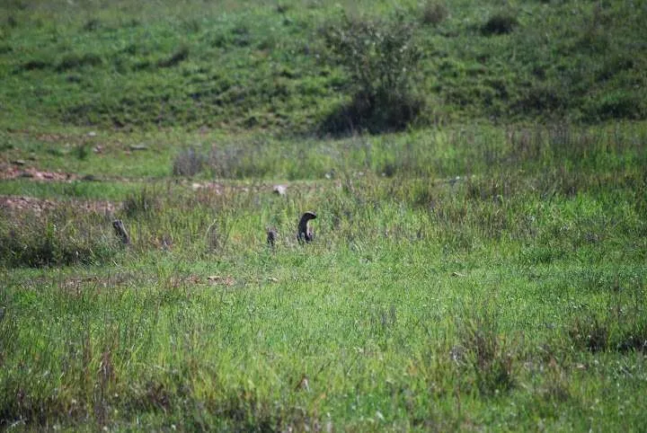 picnic, safari and village in Maasai Mara National Reserve in Kenya