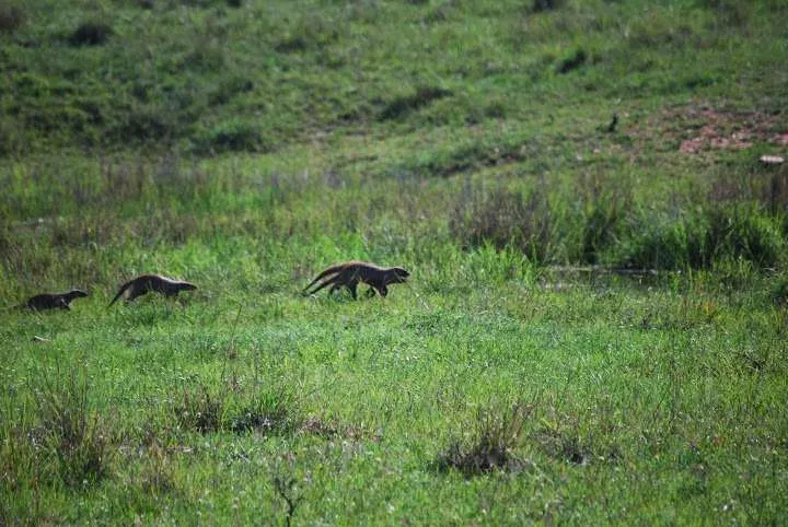 picnic, safari and village in Maasai Mara National Reserve in Kenya