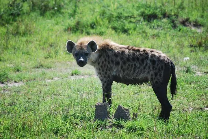 picnic, safari and village in Maasai Mara National Reserve in Kenya