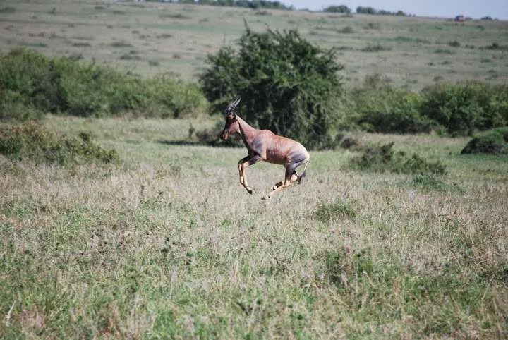 picnic, safari and village in Maasai Mara National Reserve in Kenya