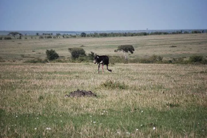 picnic, safari and village in Maasai Mara National Reserve in Kenya