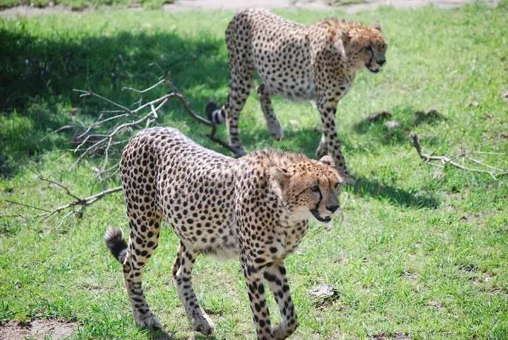 picnic, safari and village in Maasai Mara National Reserve in Kenya