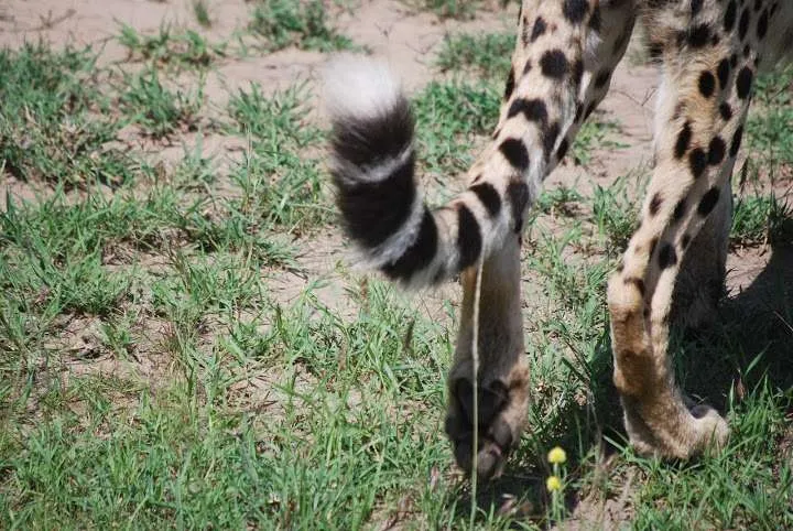 picnic, safari and village in Maasai Mara National Reserve in Kenya