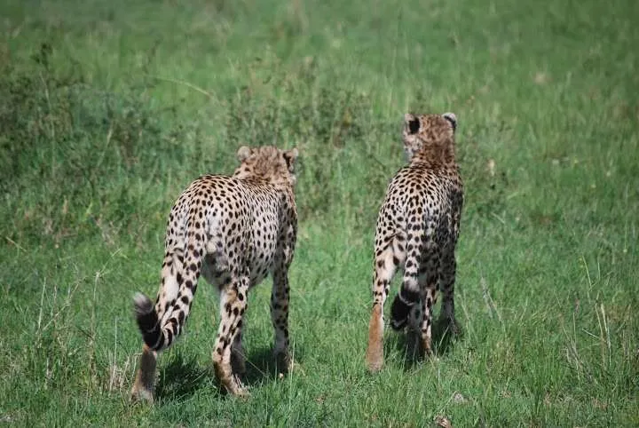 picnic, safari and village in Maasai Mara National Reserve in Kenya