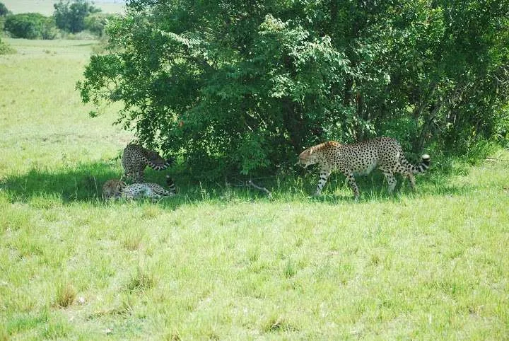 picnic, safari and village in Maasai Mara National Reserve in Kenya