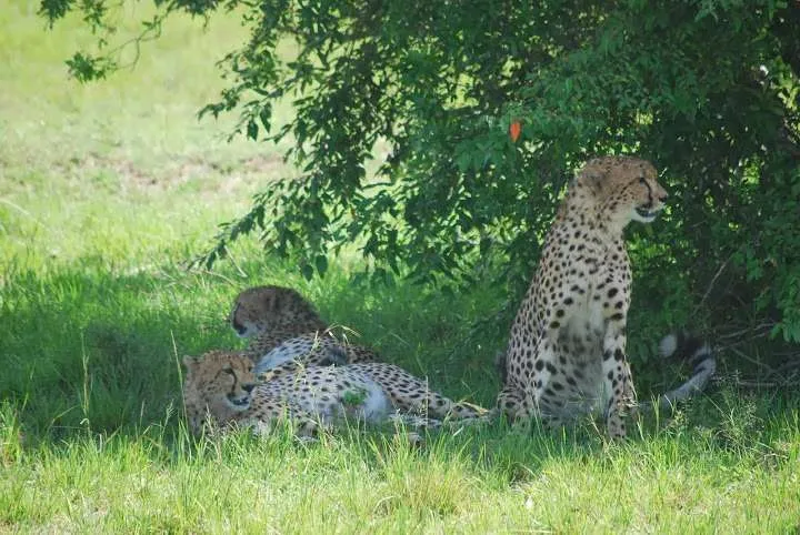 picnic, safari and village in Maasai Mara National Reserve in Kenya