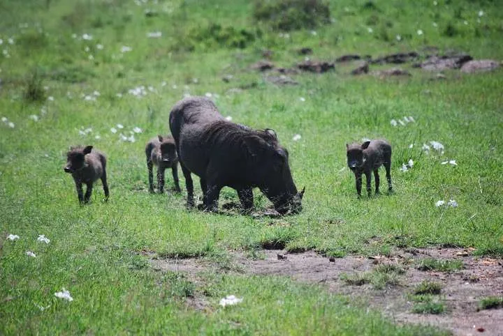 picnic, safari and village in Maasai Mara National Reserve in Kenya