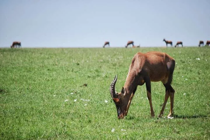 picnic, safari and village in Maasai Mara National Reserve in Kenya