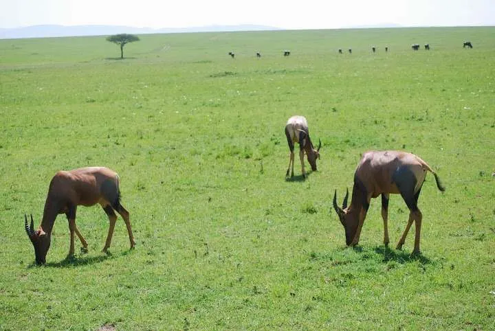 picnic, safari and village in Maasai Mara National Reserve in Kenya