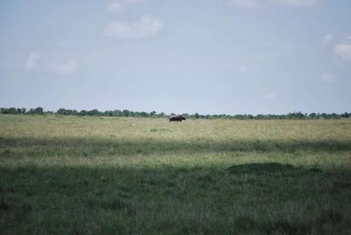 picnic, safari and village in Maasai Mara National Reserve in Kenya
