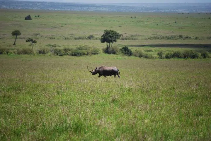 picnic, safari and village in Maasai Mara National Reserve in Kenya
