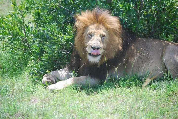 picnic, safari and village in Maasai Mara National Reserve in Kenya