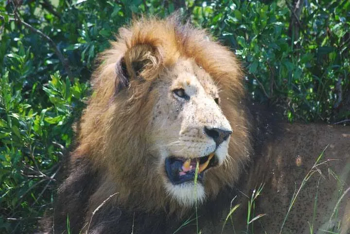 picnic, safari and village in Maasai Mara National Reserve in Kenya