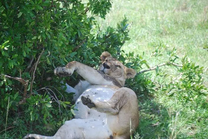 picnic, safari and village in Maasai Mara National Reserve in Kenya