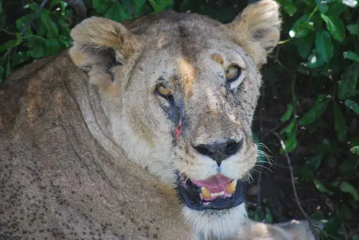 picnic, safari and village in Maasai Mara National Reserve in Kenya