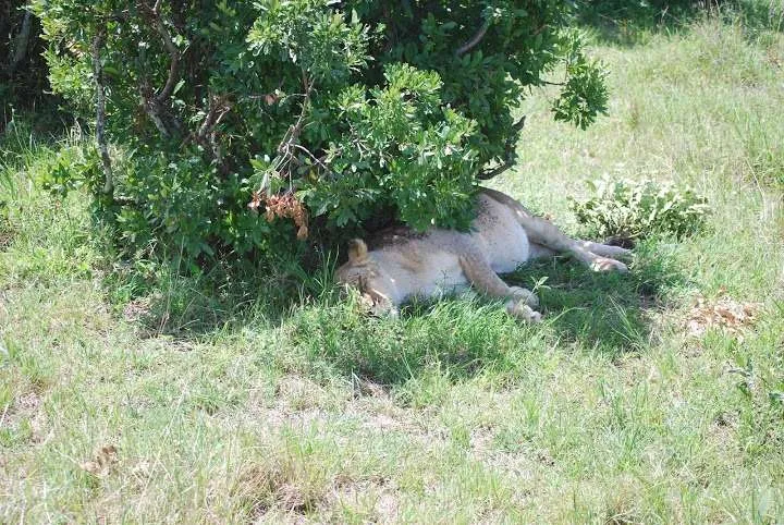 picnic, safari and village in Maasai Mara National Reserve in Kenya