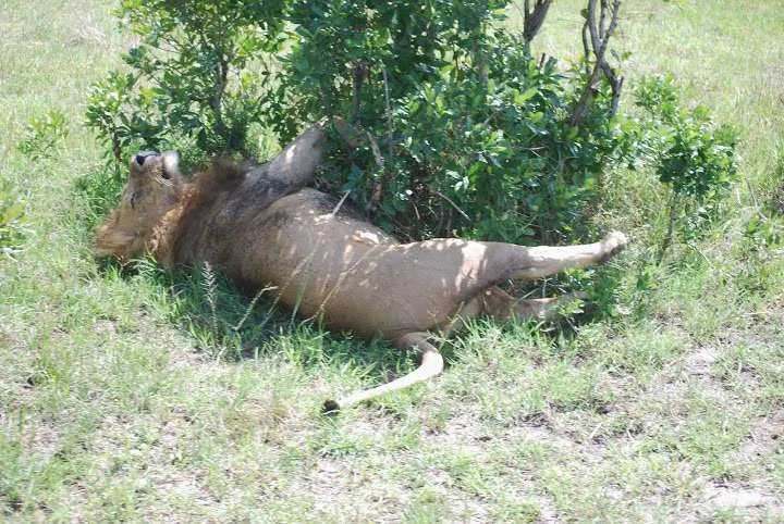picnic, safari and village in Maasai Mara National Reserve in Kenya