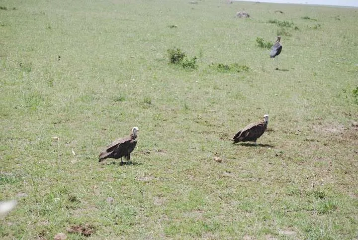 picnic, safari and village in Maasai Mara National Reserve in Kenya