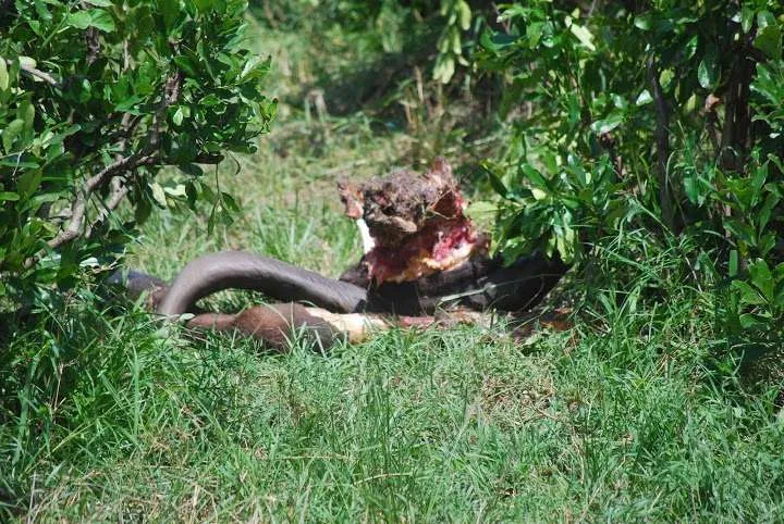 picnic, safari and village in Maasai Mara National Reserve in Kenya