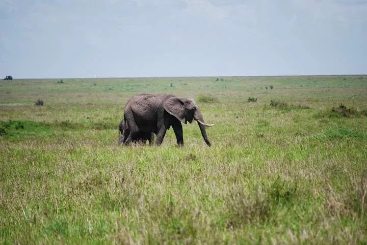 picnic, safari and village in Maasai Mara National Reserve in Kenya