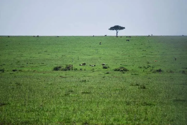 picnic, safari and village in Maasai Mara National Reserve in Kenya