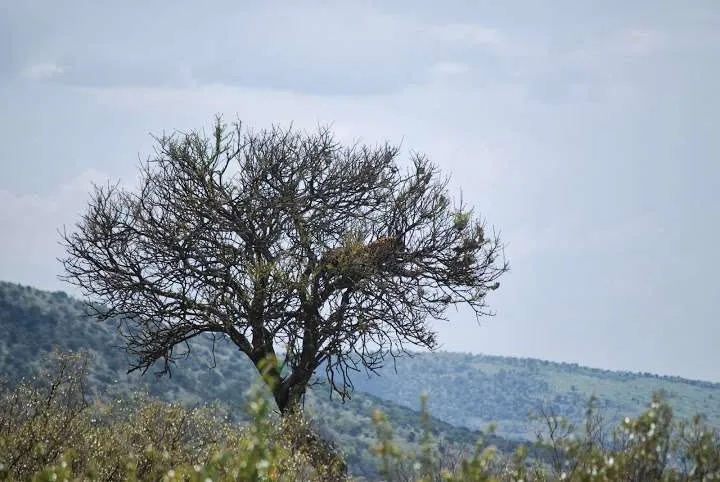 picnic, safari and village in Maasai Mara National Reserve in Kenya