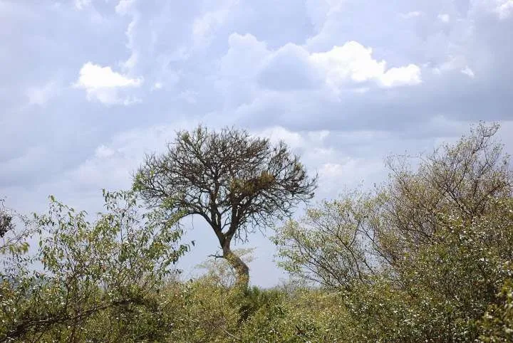picnic, safari and village in Maasai Mara National Reserve in Kenya