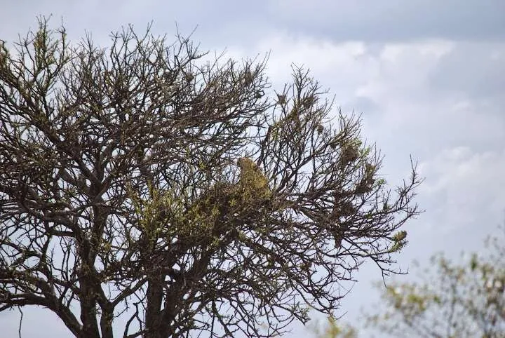 picnic, safari and village in Maasai Mara National Reserve in Kenya