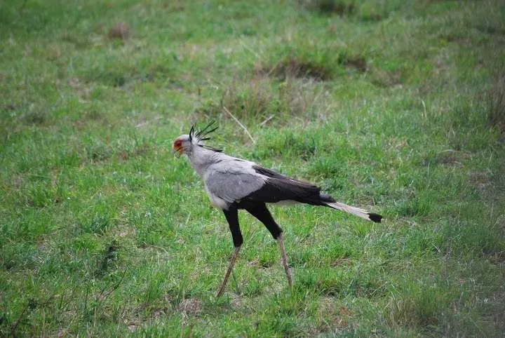 picnic, safari and village in Maasai Mara National Reserve in Kenya
