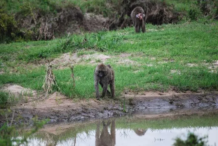 picnic, safari and village in Maasai Mara National Reserve in Kenya