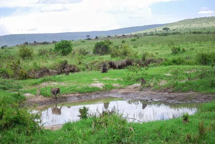 picnic, safari and village in Maasai Mara National Reserve in Kenya