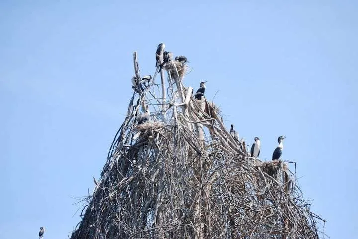 journey to lake Nayvasha and lake Nakuru in Kenya