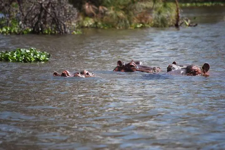 journey to lake Nayvasha and lake Nakuru in Kenya