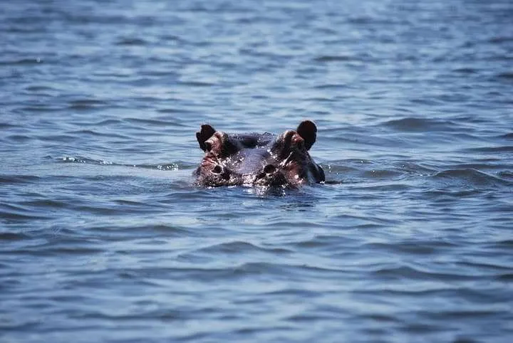 journey to lake Nayvasha and lake Nakuru in Kenya