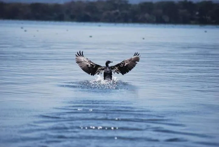 journey to lake Nayvasha and lake Nakuru in Kenya