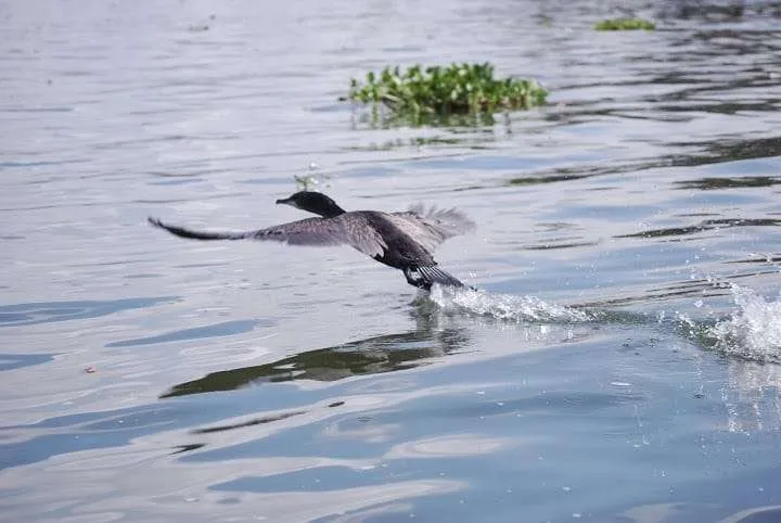 journey to lake Nayvasha and lake Nakuru in Kenya