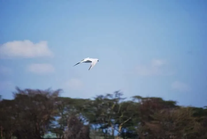 journey to lake Nayvasha and lake Nakuru in Kenya
