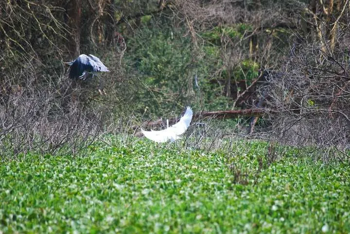 journey to lake Nayvasha and lake Nakuru in Kenya