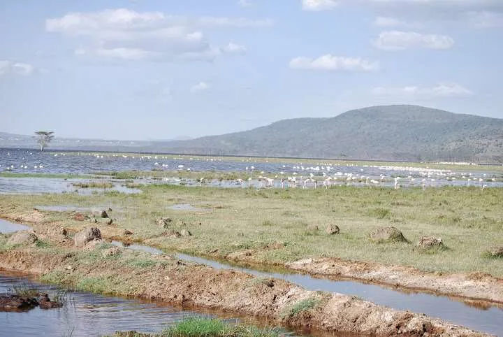 journey to lake Nayvasha and lake Nakuru in Kenya