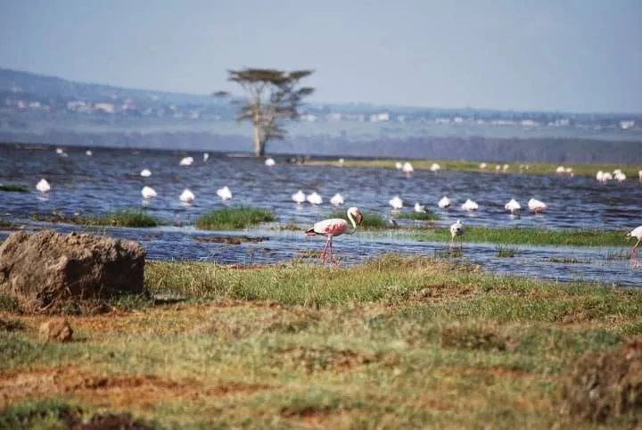 journey to lake Nayvasha and lake Nakuru in Kenya