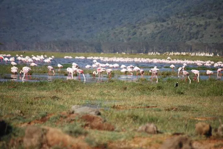 journey to lake Nayvasha and lake Nakuru in Kenya