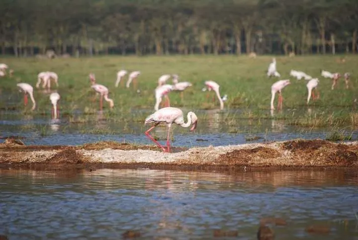 journey to lake Nayvasha and lake Nakuru in Kenya