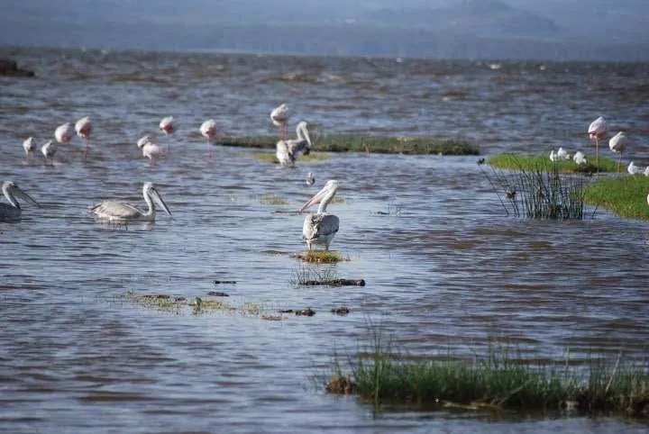 journey to lake Nayvasha and lake Nakuru in Kenya