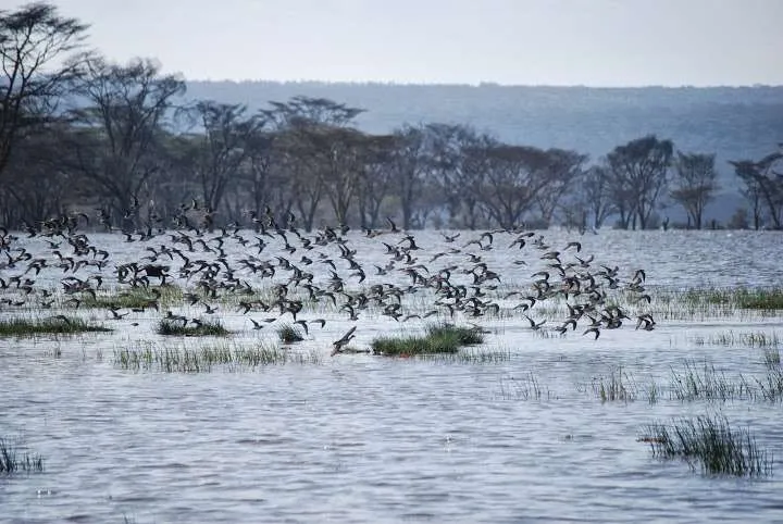 journey to lake Nayvasha and lake Nakuru in Kenya