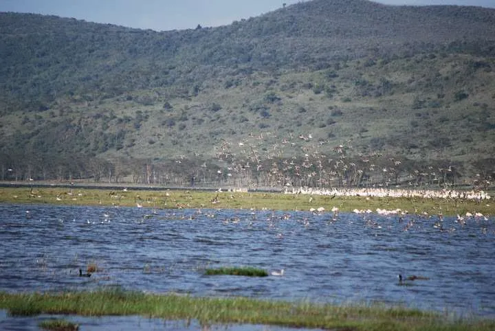 journey to lake Nayvasha and lake Nakuru in Kenya