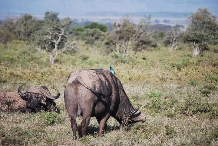 Naivasha reserve, Kenya