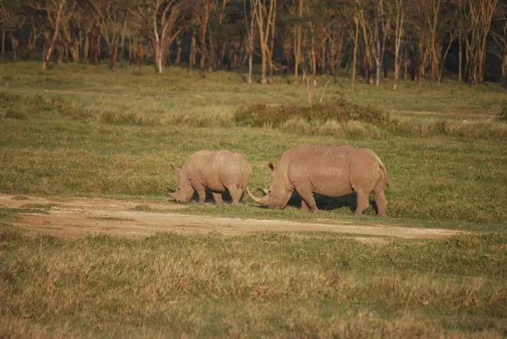 journey to lake Nayvasha and lake Nakuru in Kenya