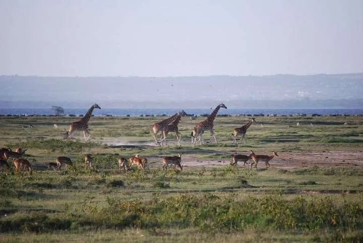 journey to lake Nayvasha and lake Nakuru in Kenya