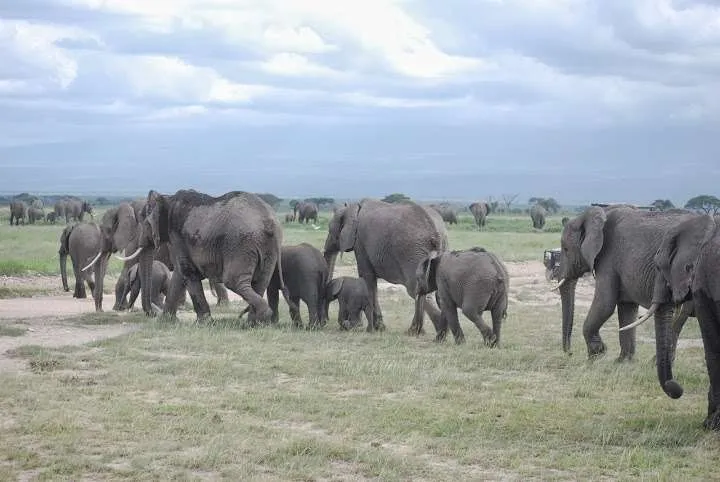 Kenya, Amboseli National Park