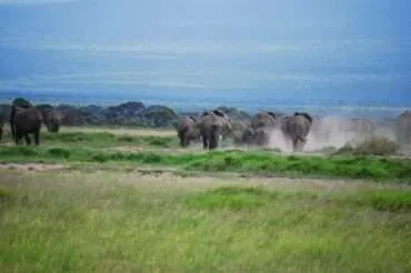 Kenya – Amboseli National Park